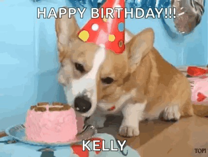 Corgi Puppy in Party Hat Eating Birthday Cake