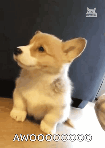 Corgi Puppy Sitting With Awooooooo GIF