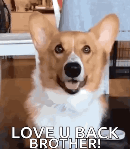 Corgi Smiling Saying Love U Back Brother GIF