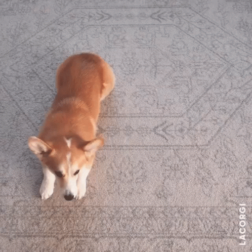 Corgi Standing on Hind Legs