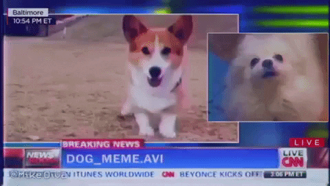 Corgi Stomping Little Feet Doge Meme GIF