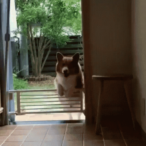 Corgi Struggling Jump GIF