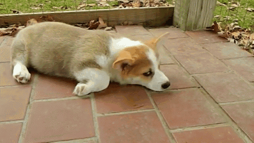 Corgi Tired Eating GIF