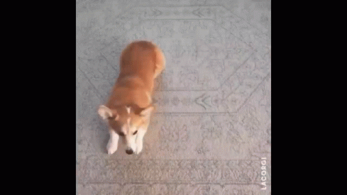 Corgi To Bread Falling And Rolling Over GIF