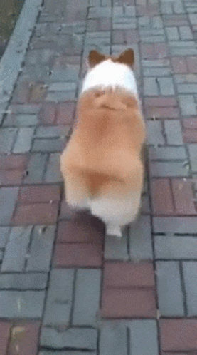 Corgi Walking Down Brick Sidewalk