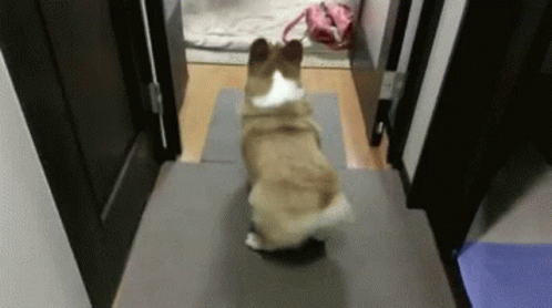 Corgi Walking Down Hallway