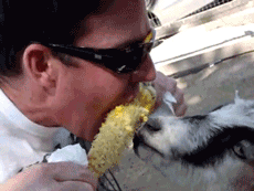 Funny Man And Goat Sharing Corn GIF