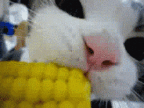 Cute Cat Nibbling On Corn GIF