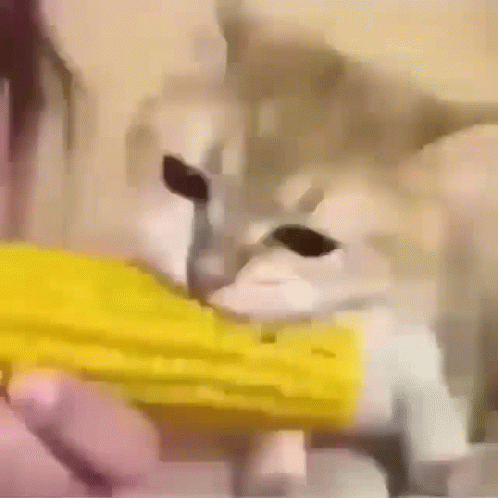 Adorable Kitten Frantic Eating Corn GIF