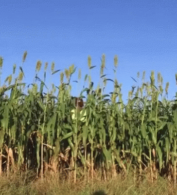 Cornfield Against Blue Sky GIF