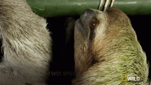 Costa Rica Sloth Mammal GIF