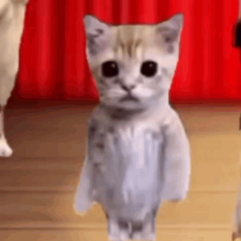 Cotillion Dancing Cat Meme GIF