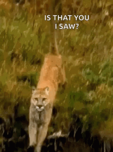 Cougar Hunting Prey In Wild GIF