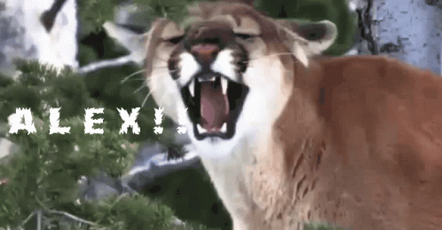 Cougar Roaring Looking For Alex Meme GIF