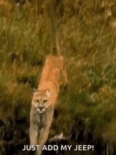 Cougar Running In Water Add My Jeep Meme GIF