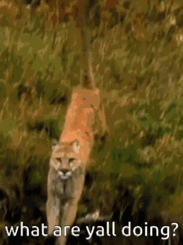 Cougar Running What You All Doing GIF