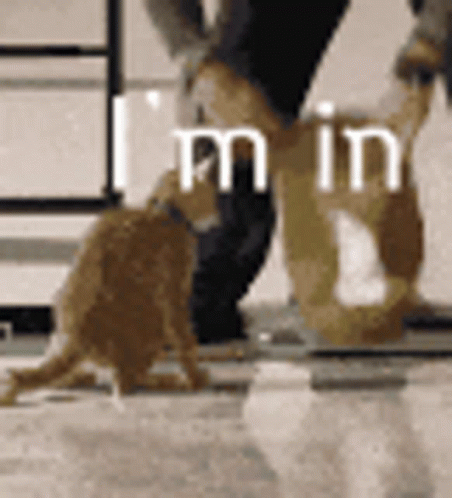 Count Me In Cat In Bag GIF