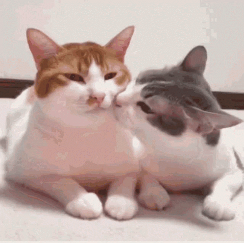 Couple Cat Kiss Lick GIF