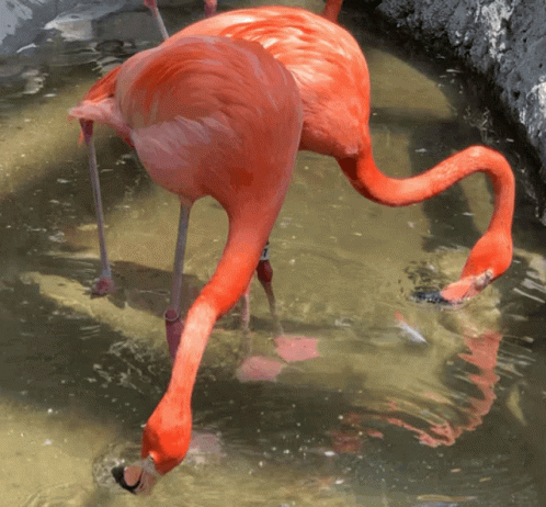 Couple Flamingo In The River GIF