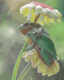 Couple Frog Enjoying Rain GIF