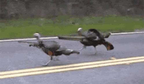 Couple of Birds Walking Down Street
