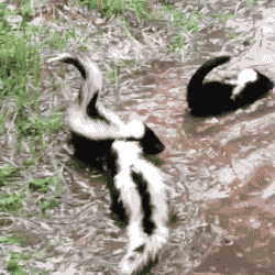 Couple of Skunks Swimming in Puddle