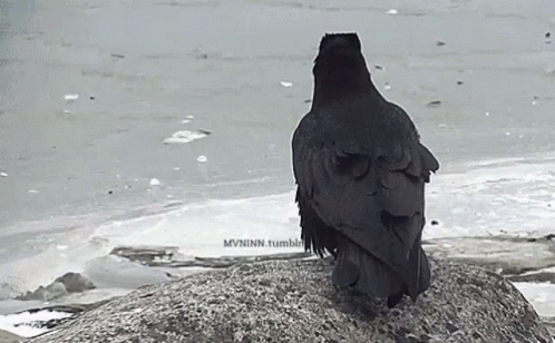 Couple Raven Birds GIF