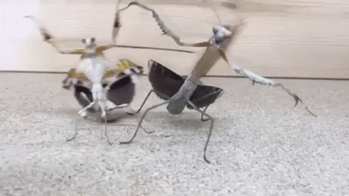 Couple Stick Bug Dancing GIF