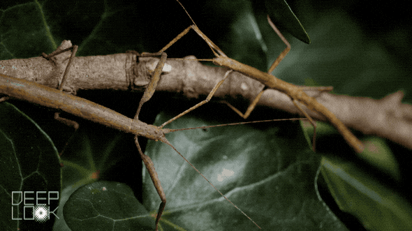 Couple Stick Bug Walking GIF