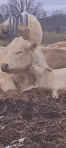 Cow and Calf Laying in Dirt