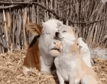Cow And Dog Hug GIF