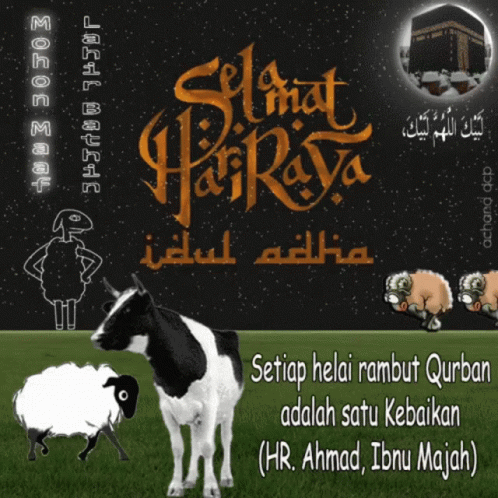 Cow And Sheep Setiap Helai Rambut Qurban GIF