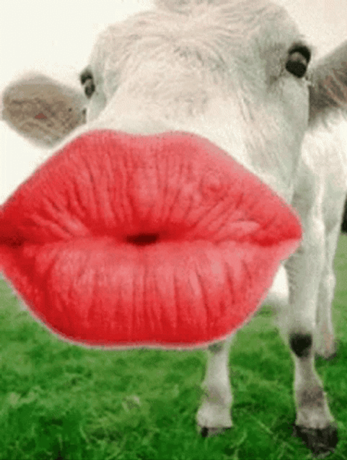 Cow Big Lips Kiss GIF