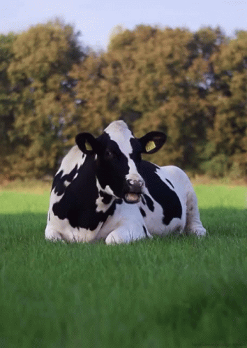 Cow Chewing Grass GIF