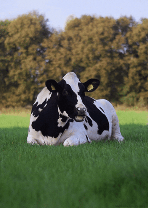 Cow Chilling GIF