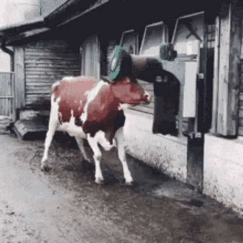 Cow Dancing Happily And Hopping GIF