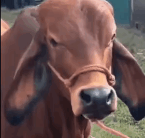 Cow Doing The Rock Eyebrow Meme GIF