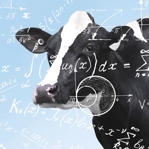Cow Gets Confused Hangover Math GIF