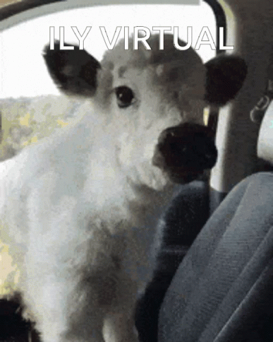Cow in Back Seat Saying Ily Virtual