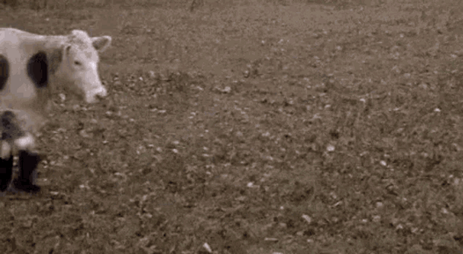Cow In Boots GIF