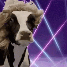 Cow In Cowboy Hat With Purple And Blue Background GIF