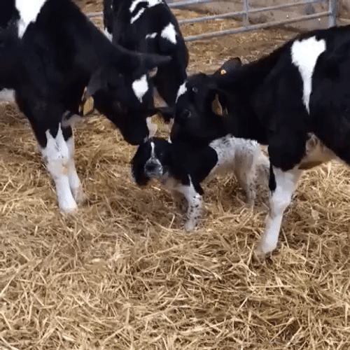 Cow Licking Dog GIF
