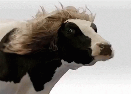 Cow Long Hair Fluttering Fabio Lanzoni Parody GIF