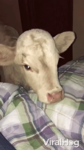 Cow Lying on Plaid Blanket Viralhog