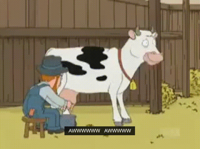 Cow Milking Pain GIF