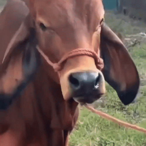 Cow Nose With Rope GIF