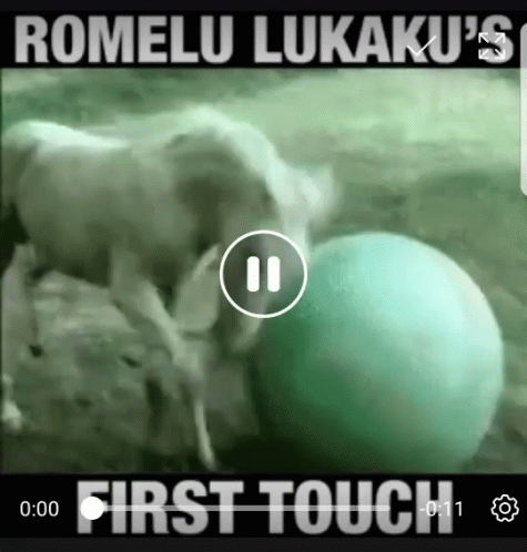 Cow Playing With Green Ball First Touch