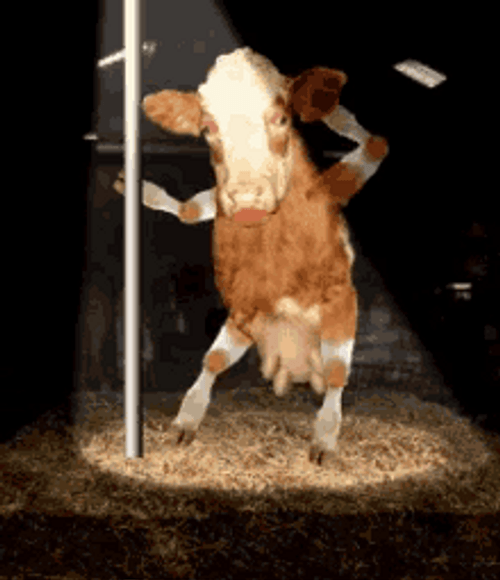 Cow Pole Dancing In The Spotlight GIF