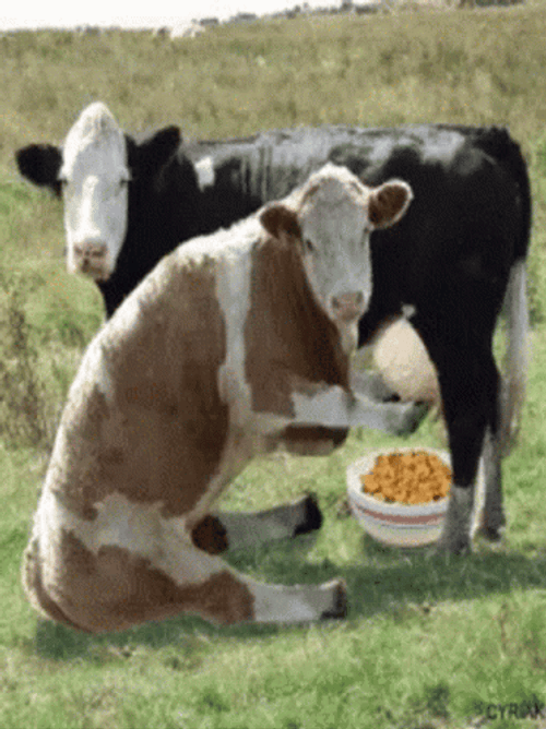 Cow's Milk On Cereal GIF