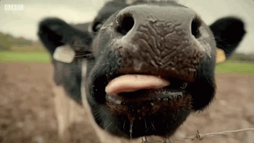 Cow Sticking Tongue Out Drinking Milk